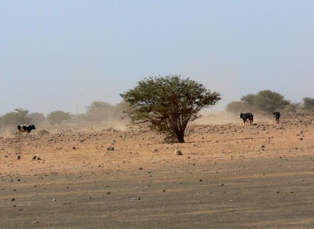 36- quelques vaches cherchant un pre 